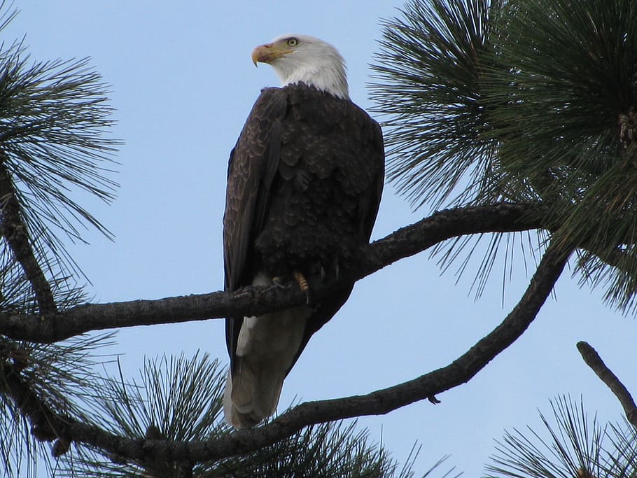 bald eagle, tahoe, tree, plant, low angle view, vertebrate HD wallpaper
