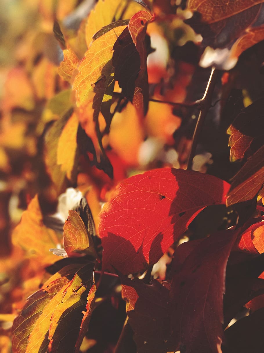 photo of brown tree leaves during daytime, shallow focus photography of brown and red leaves HD wallpaper