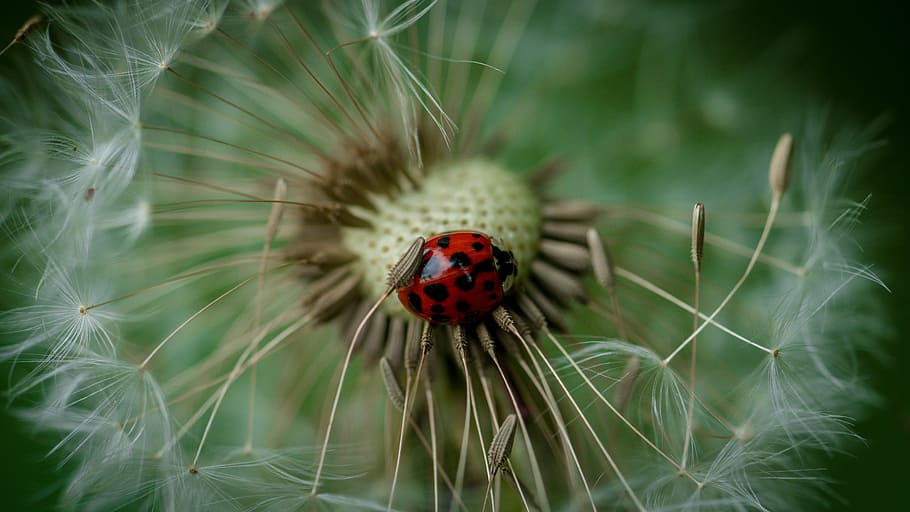 ladybug standing on white dandelion, ladybug on white dandelion seed macro photography HD wallpaper