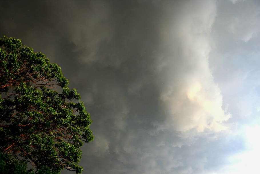 clouds, overcast, stormy, white, light, tree, luminous, bright HD wallpaper