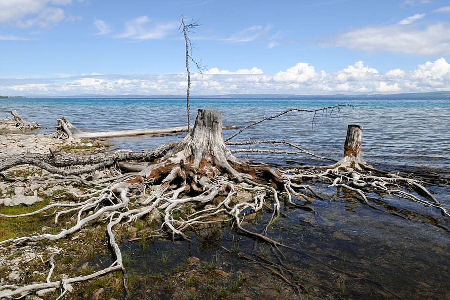 lake, mongolia, khuvsgul, water, root, nature, sea, tree, sky HD wallpaper