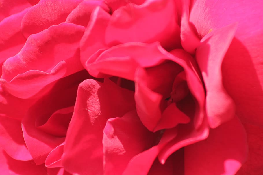 pink, macro, flower, nature, garden, petals, flowering plant HD wallpaper