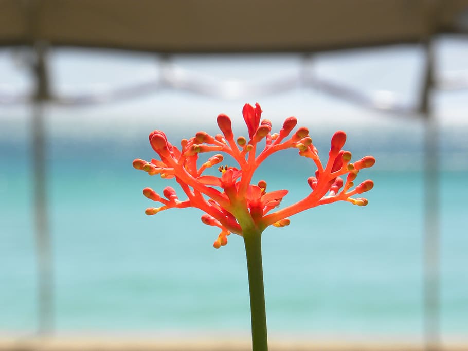 macro, plant, close-up, flower, nature, blossom, flora, flowering plant HD wallpaper