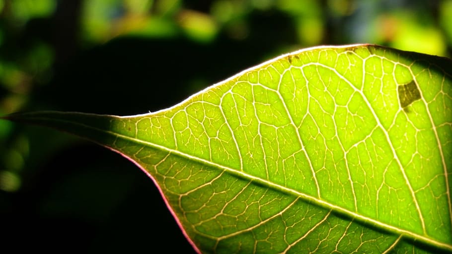 green leaf, sunshine, line, nature, plant, green Color, close-up HD wallpaper