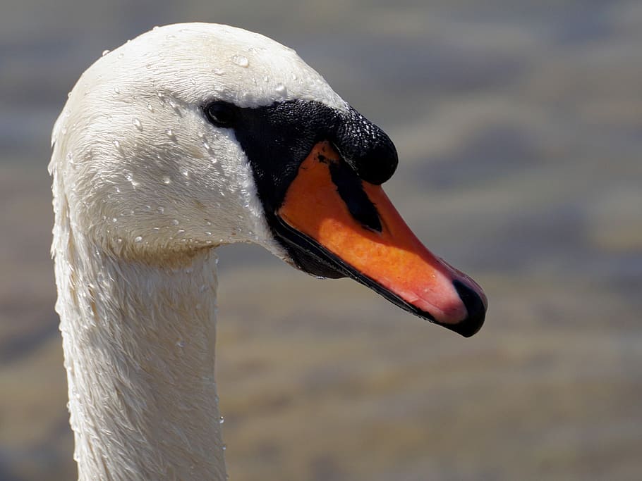 shallow focus of white bird, swan, animal world, nature, neck, HD wallpaper