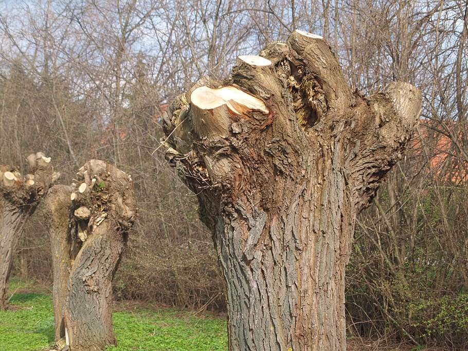 tree, butt, nature, logging, wood, woodworks, saw, growing stock HD wallpaper