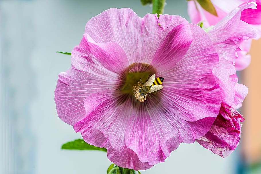 blossom, bloom, bee, macro, nature, mallow, pink, bestäben HD wallpaper