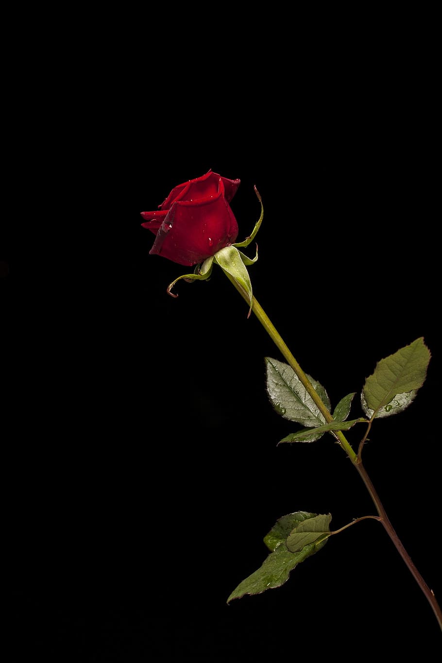 single stem rose flower, red, macro, nature, close, red rose