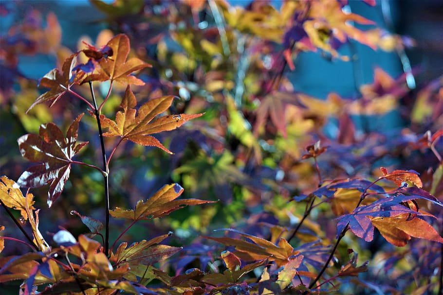 tree, leaves, maple, nature, autumn, foliage, fall foliage HD wallpaper