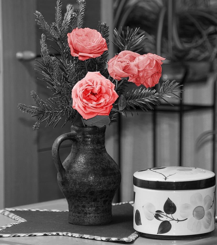 selective color photography of pink flowers in bloom, wild rose