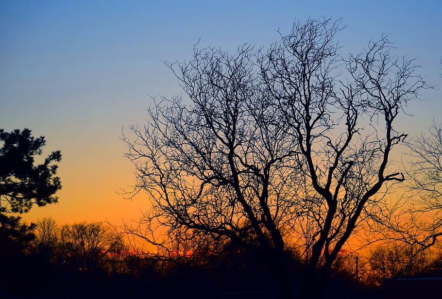 Tree, Winter, Cold, Sun, Down, Landscape, sun down, nature HD wallpaper