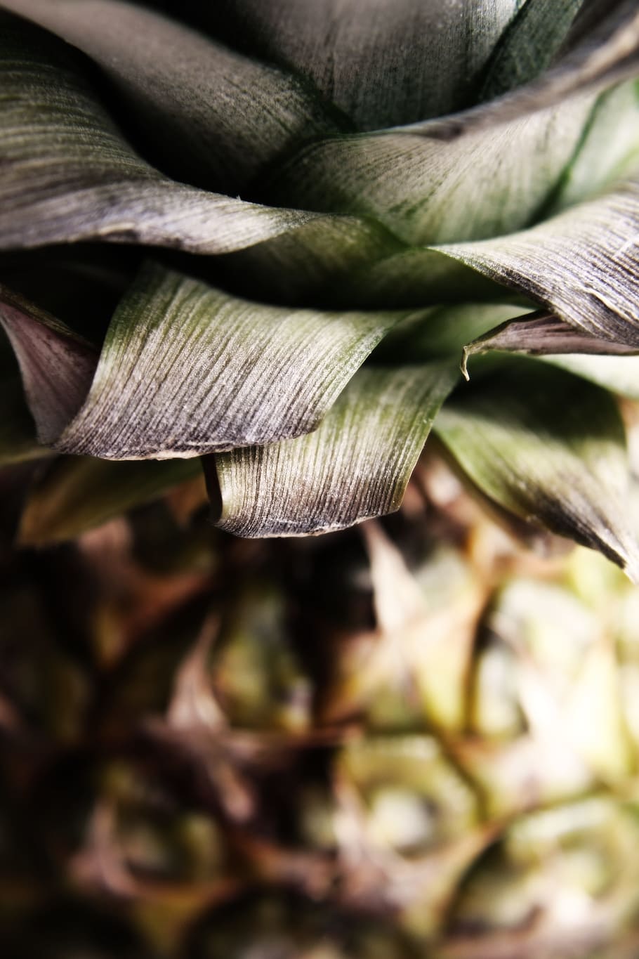 pineapple, close, green, vitamins, fruit, healthy, sweet, food HD wallpaper