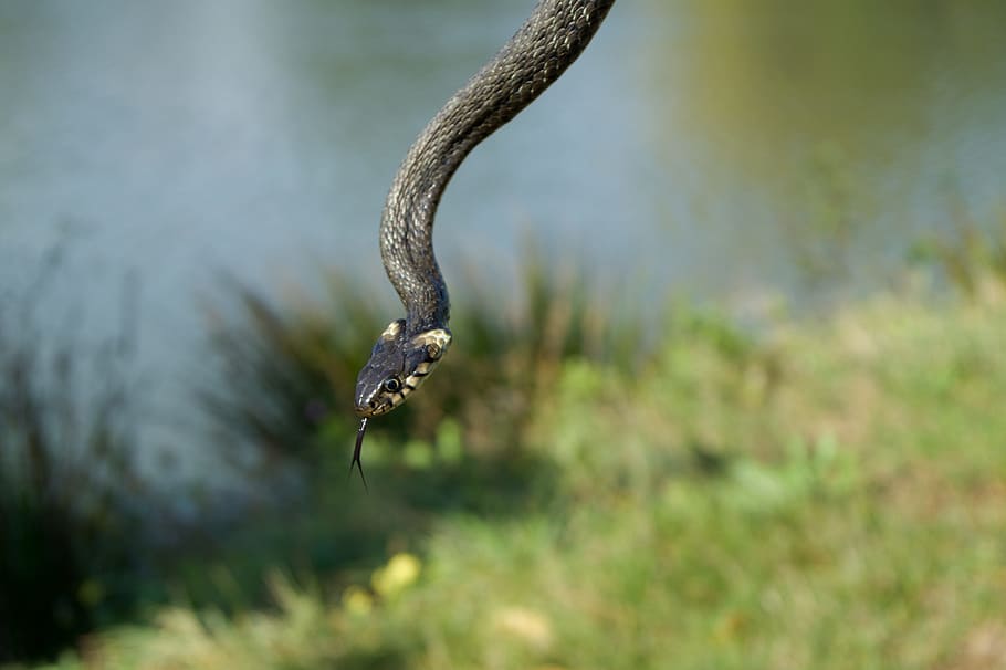 snake, nature, slovakia, animal themes, animals in the wild HD wallpaper