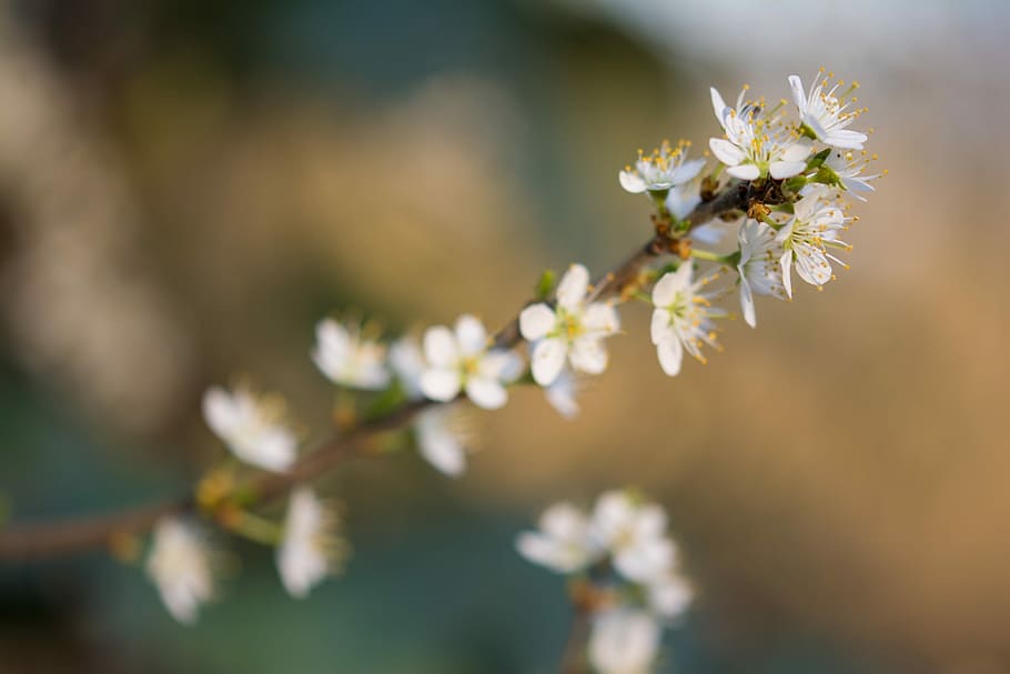 Blossom, Bloom, Flower, Spring, cherry blossom, fragility, nature HD wallpaper