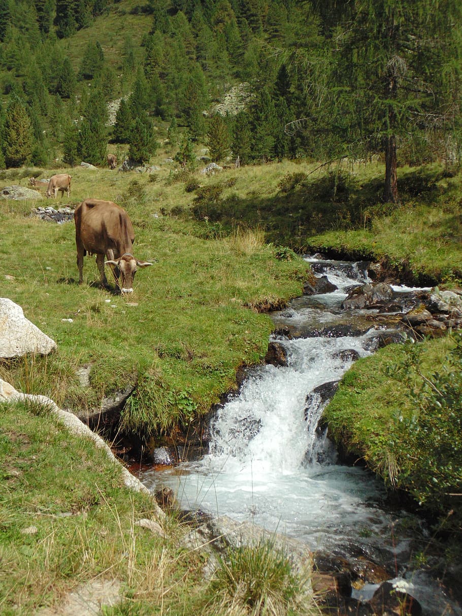 torrent, august, alp, cows, forest, mountain, pasture, cattle HD wallpaper