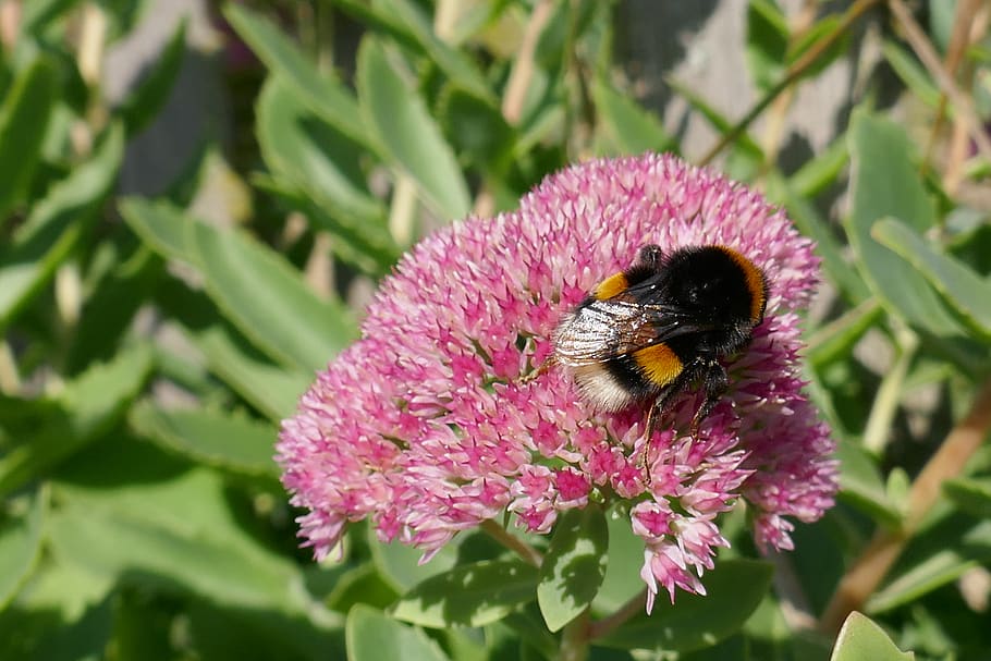 blossom, bloom, hummel, flower, flowering plant, invertebrate HD wallpaper