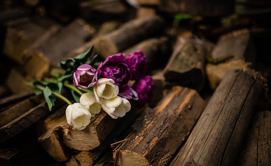 wood, logs, violet, white, tulips, flowers, nature, blur, flowering plant HD wallpaper
