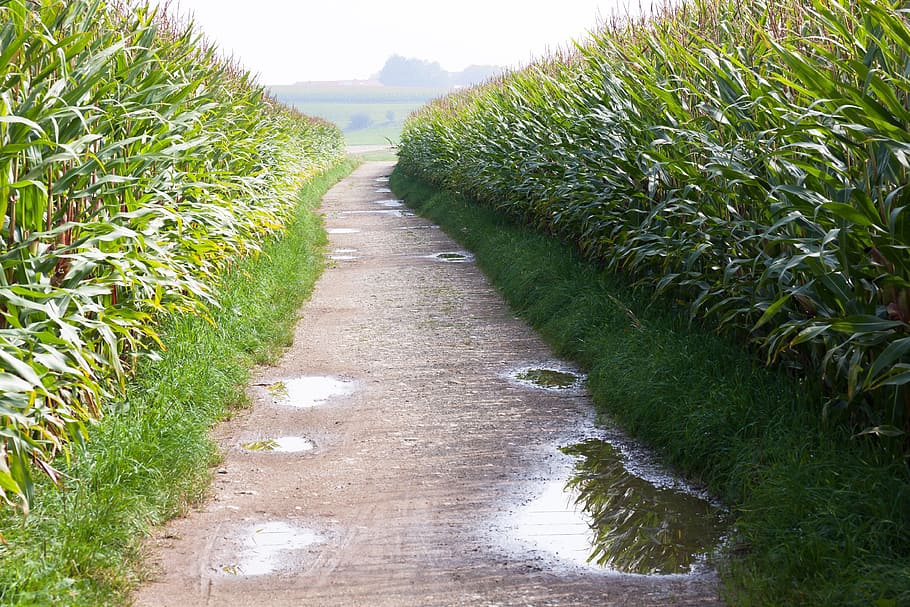 road inbetween grass during daytime, culture of maize, corn, zea mays, HD wallpaper