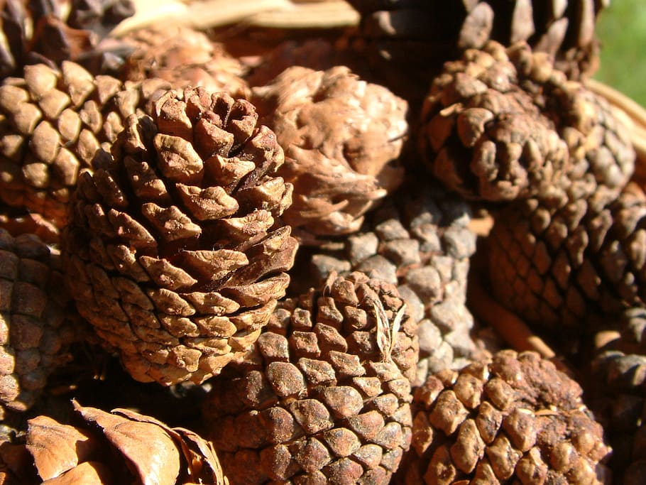 pineapple, brown, natural, food and drink, freshness, close-up HD wallpaper