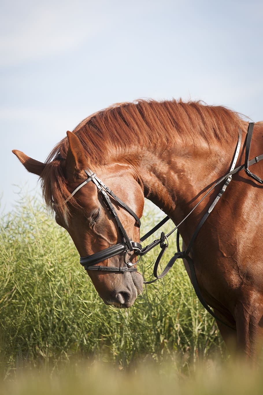 photography of brown horse beside grasses, rusty, mane, bridle HD wallpaper