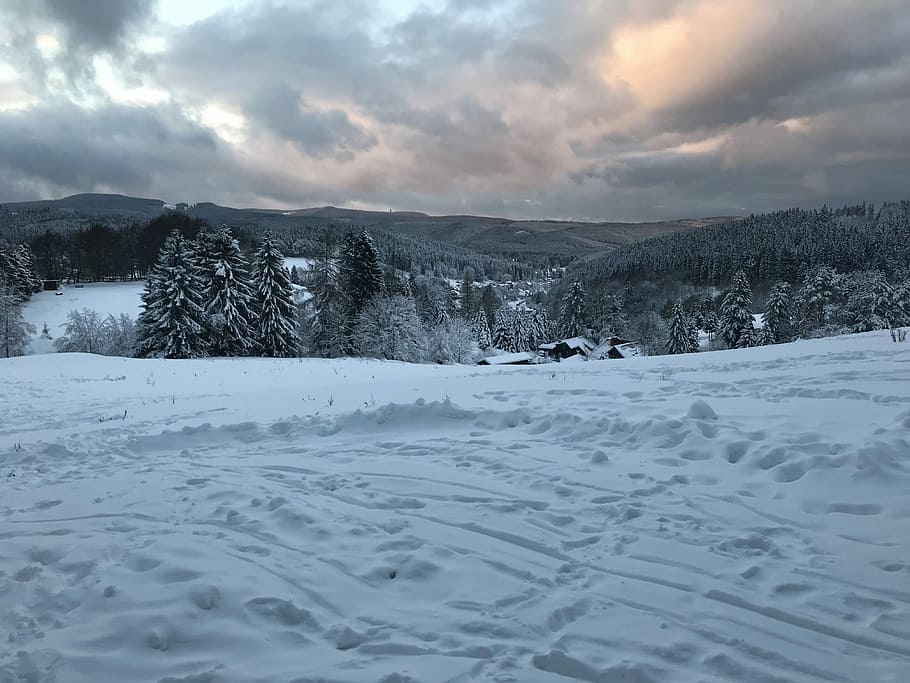 snow field, pine trees on snow covered ground near mountain range under gray cloudy sky HD wallpaper