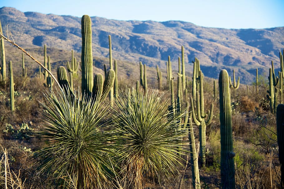 Cactus, Mountains, Tuscon, nature, growth, plant, no people HD wallpaper