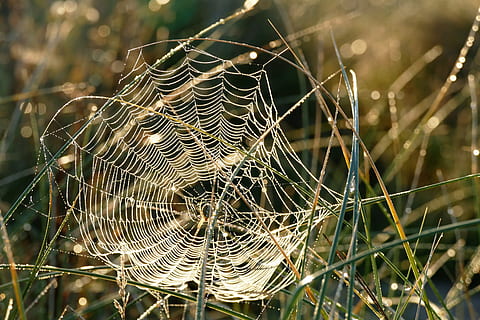 selective focus photography of spider on spider web, webs, nature HD wallpaper