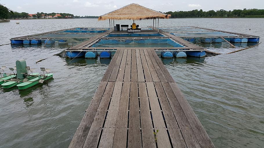 Fish Pond, Stew, Marsh, water, wood - material, pier, jetty HD wallpaper