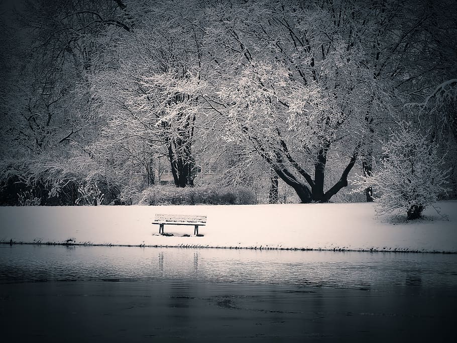 Winter, Snow, Wintry, White, Tree, Cold, nature, landscape HD wallpaper