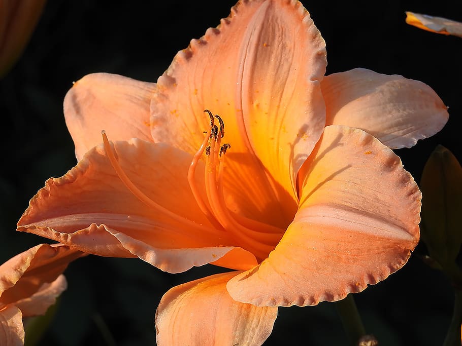 flower, nature, flora, flowering plant, petal, fragility, inflorescence HD wallpaper
