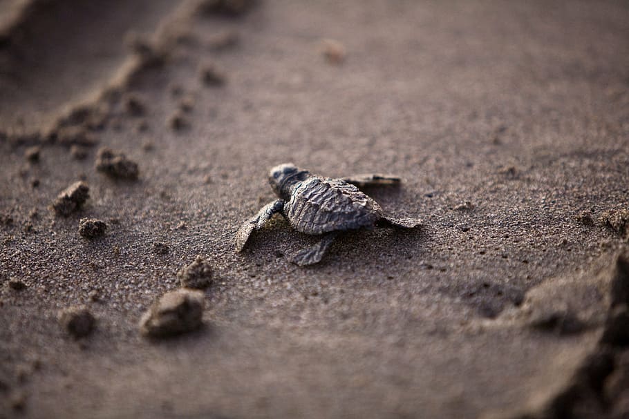 sea turtle on sand, baby, young, survival, beach, sea life, ocean, HD wallpaper