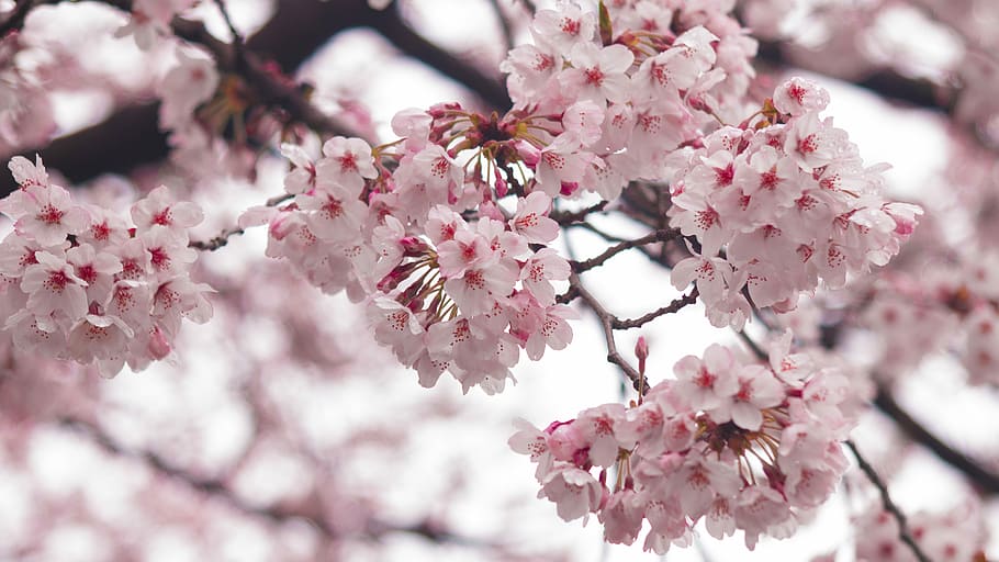 Cherry Blossoms, Beautiful, Pink, Spring, beautiful port, flower HD wallpaper