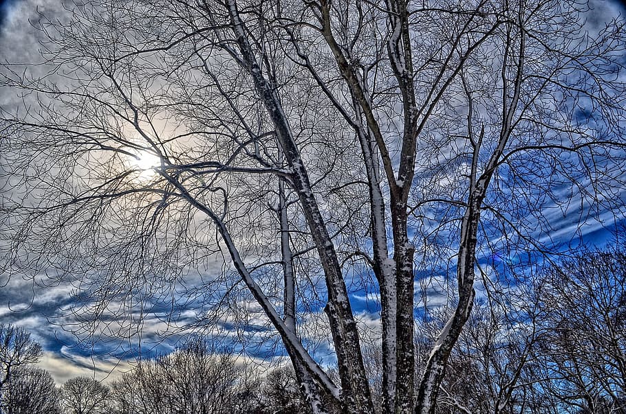 gray trees under blue sky and white clouds, winter, cold, snow HD wallpaper