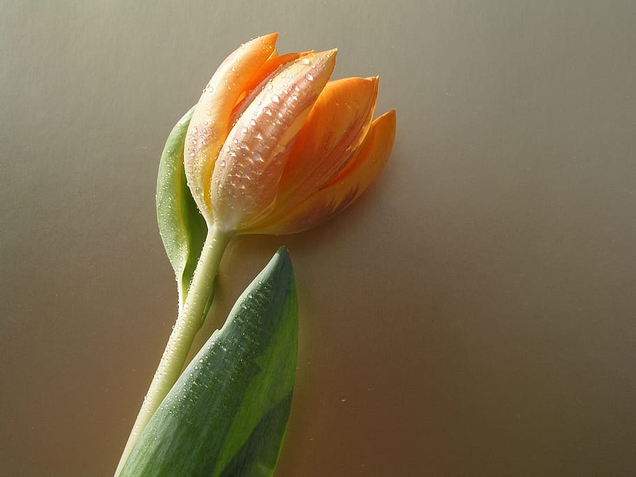 tulips, flower, bloom, freshness, close-up, no people, healthy eating HD wallpaper