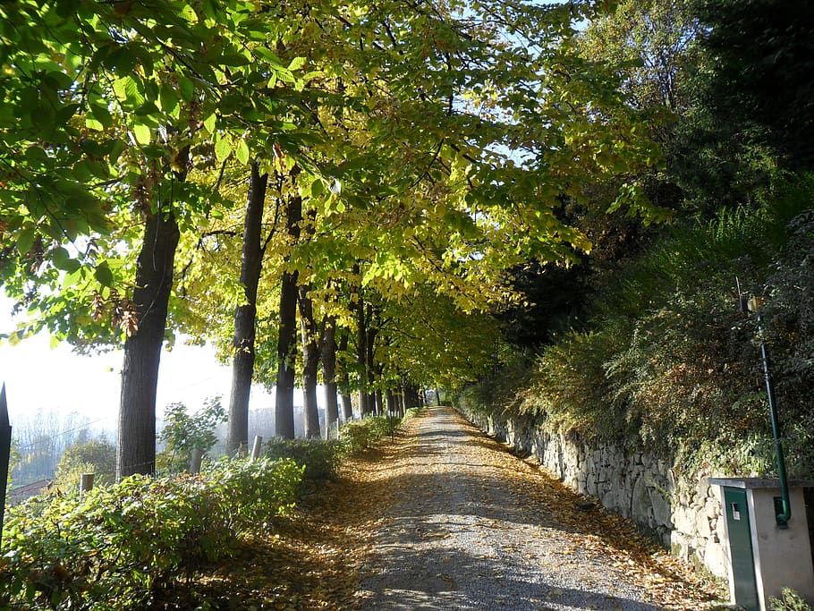 road, ascent, trees, viale, plant, direction, the way forward HD wallpaper