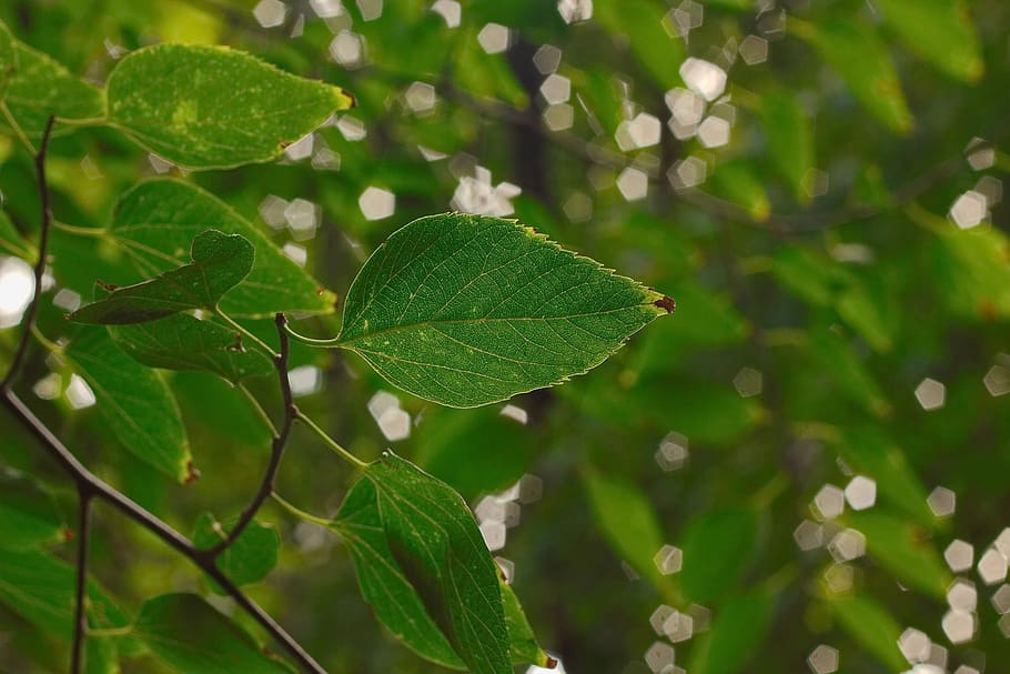 green, nature, leaves, tree, natural, outdoors, plant, summer HD wallpaper