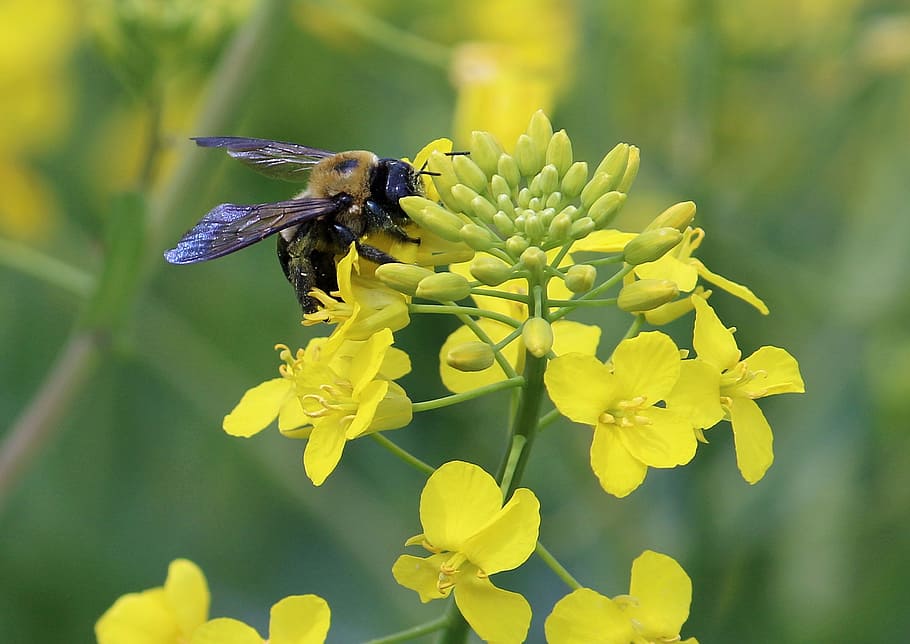 Bee, Pollen, Canola, Field, Nature, yellow, bloom, insect, honey HD wallpaper