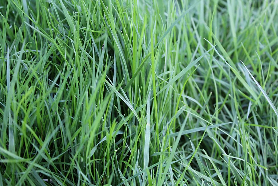 grass, rush, green, nature, blades of grass, garden, lawn, green color HD wallpaper