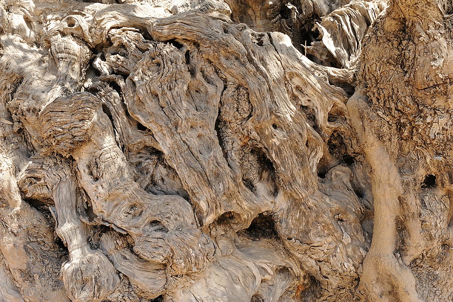 olive tree, wood, bark, tree bark, background, wood picture HD wallpaper