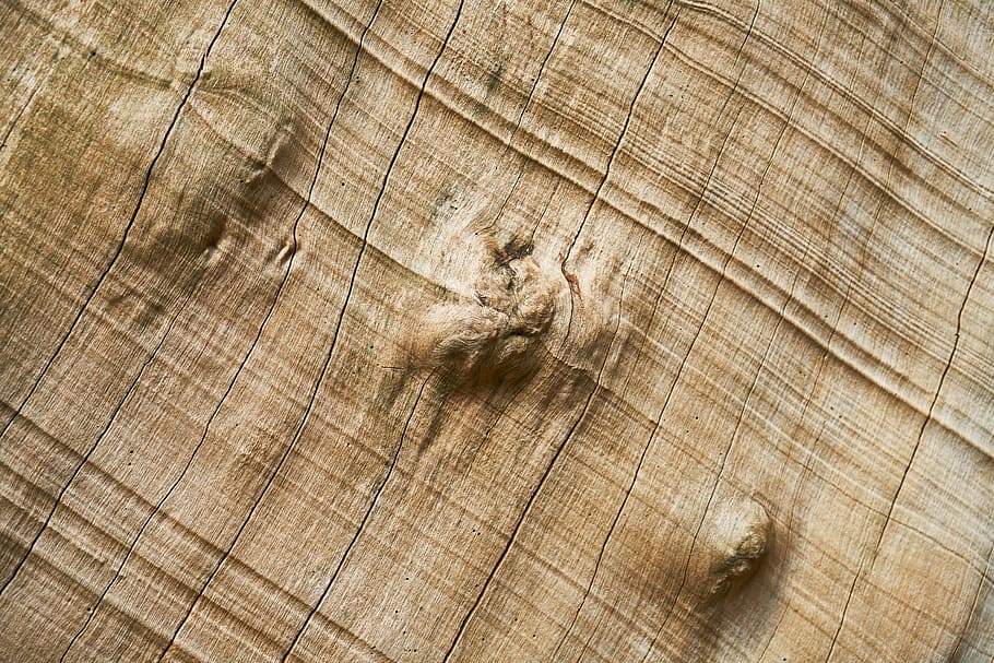 abstract, texture, tree, macro, pattern, detail, nobody, backgrounds HD wallpaper