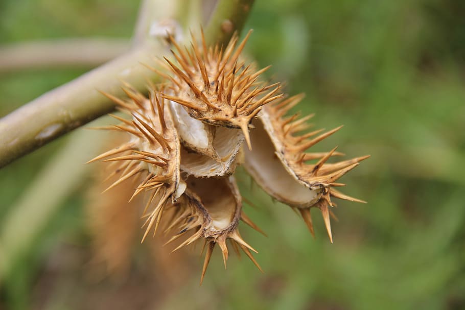 Thorns, Flower, Thorny, Flora, Yellow, hawthorn, thistle, desert HD wallpaper