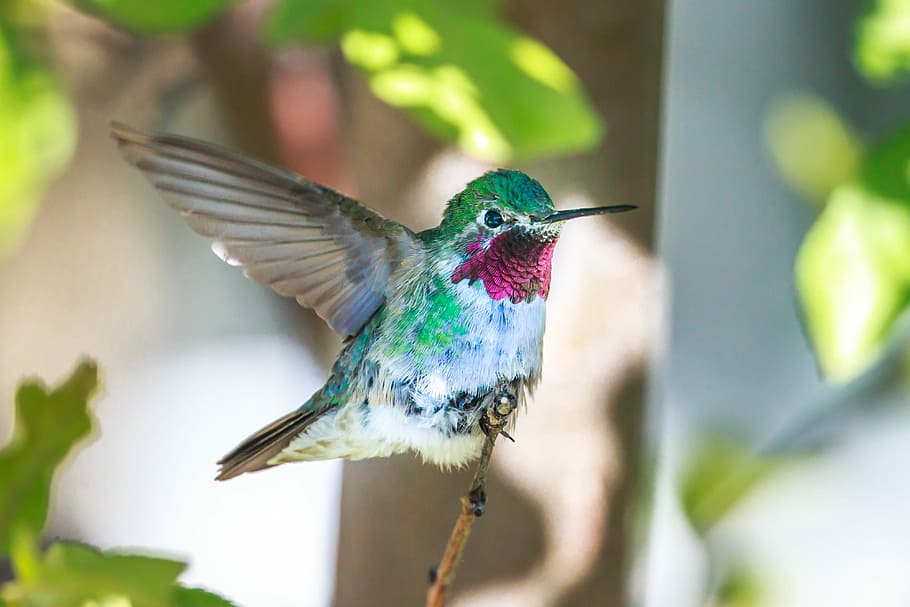 green, gray, and white hummingbird during daytime, green and white hummingbird perching on brown tree, HD wallpaper