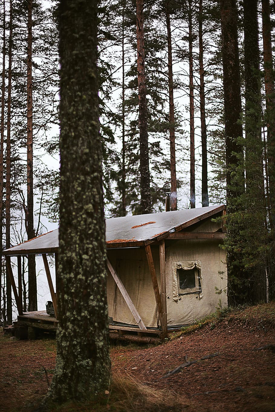 Cabin in the Woods, daylight, environment, forest, grass, landscape HD wallpaper