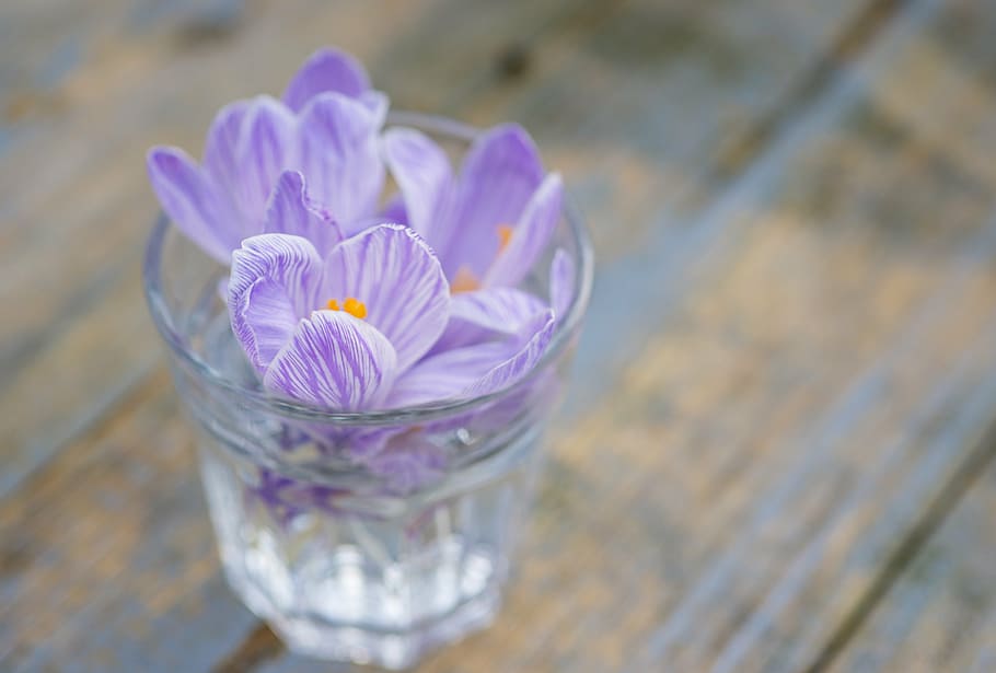 purple flowers in clear drinking glass, crocus, lilac, violet HD wallpaper