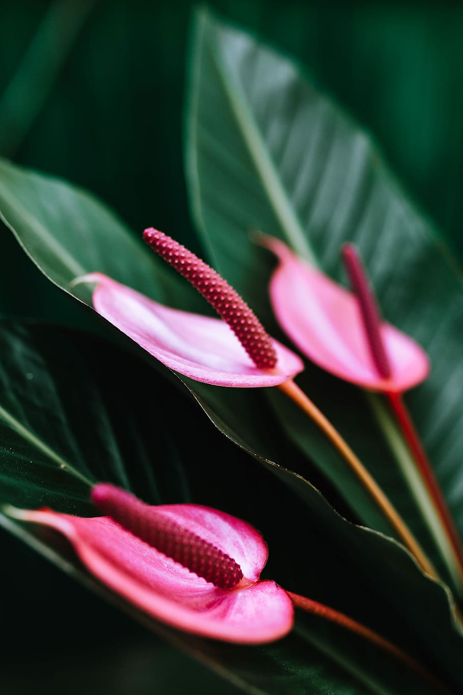 Colorful Exotic Flowers and Greenery, flora, leaf, leaves, tropical, HD wallpaper