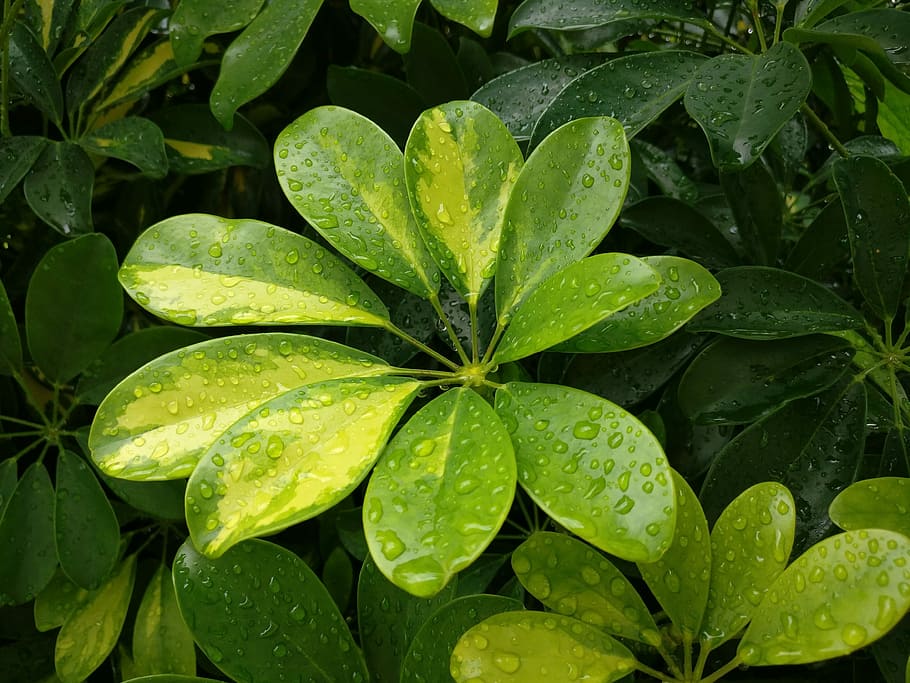 green, nature, water, leaf, green leaves, botany, flower, sunny HD wallpaper