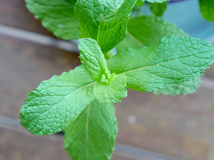 leaf, mint, aromatic, herbal, leaves, healthy, natural, organic HD wallpaper