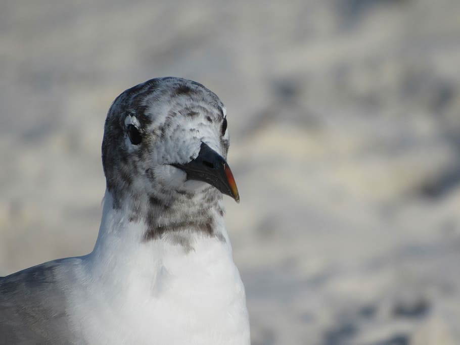 Seagull, Beach, Sand, Bird, Avian, White, gray, one animal HD wallpaper