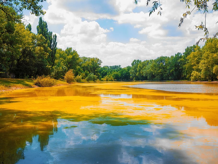 tree, nature, water, landscape, summer, plant, cloud - sky HD wallpaper