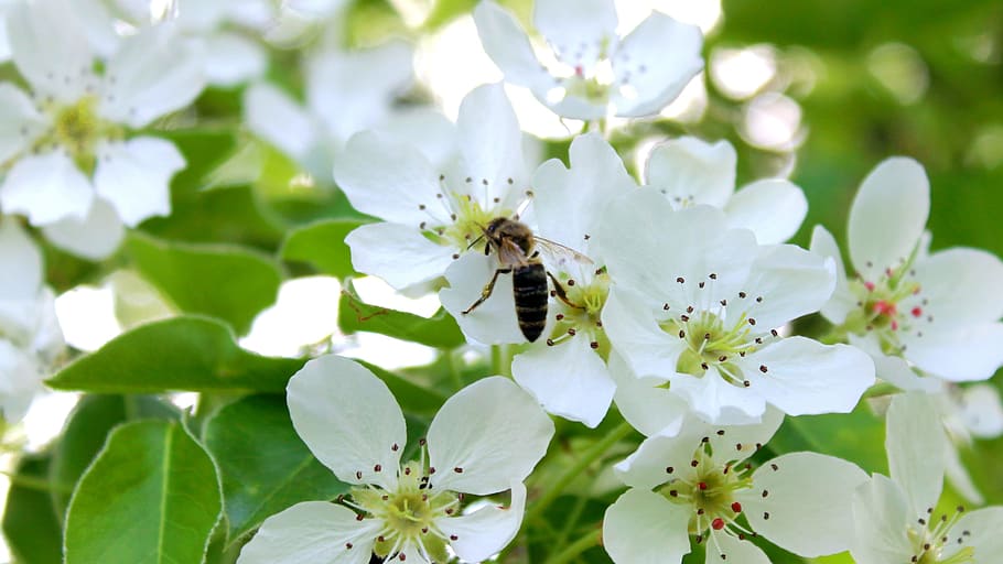 flower, bee, bloom, flying insect, summer, invertebrate, animal wildlife HD wallpaper